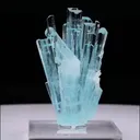 specimen video