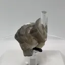 specimen video