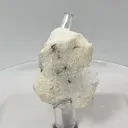 specimen video