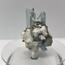 specimen video
