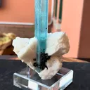 specimen video
