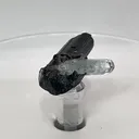 specimen video