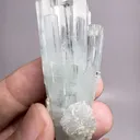 specimen video