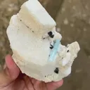 specimen video