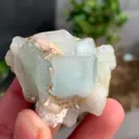 specimen video