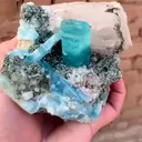 specimen video