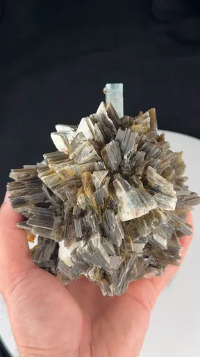 specimen video