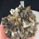 specimen video