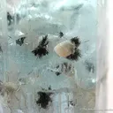 Aquamarine on Quartz With Schorl - image 3