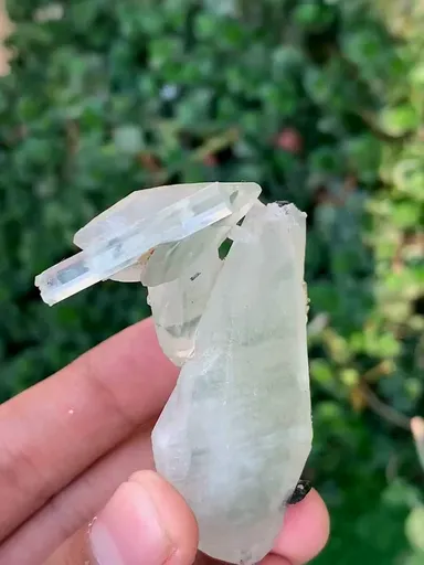 specimen video