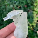 specimen video