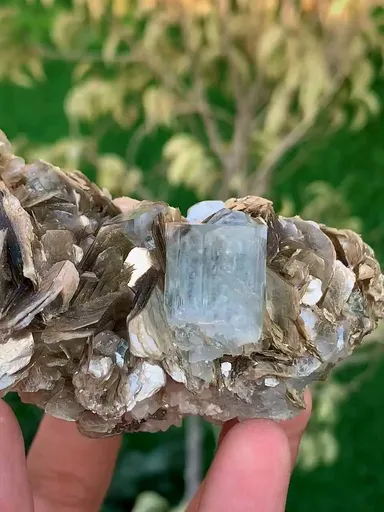 specimen video