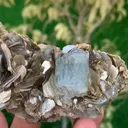 specimen video