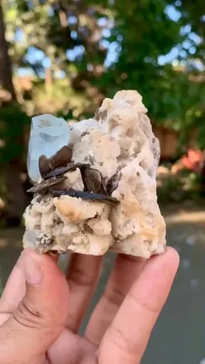 specimen video