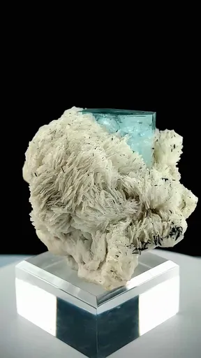 specimen video