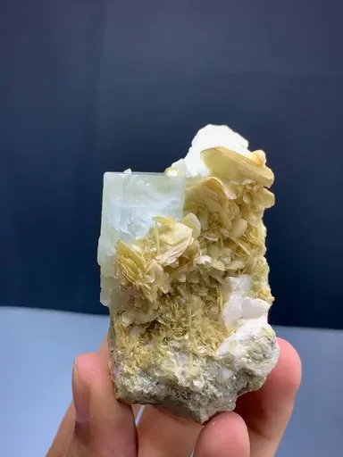 specimen video