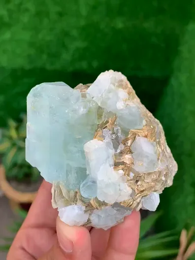 specimen video