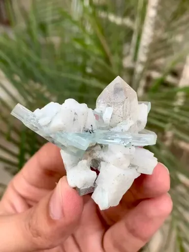 specimen video