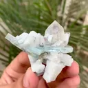 specimen video
