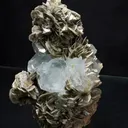 specimen video