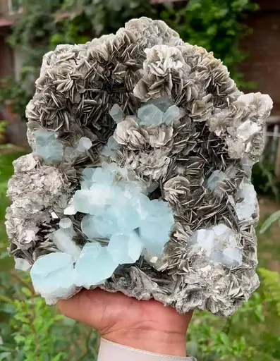specimen video