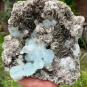 specimen video