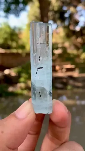 specimen video