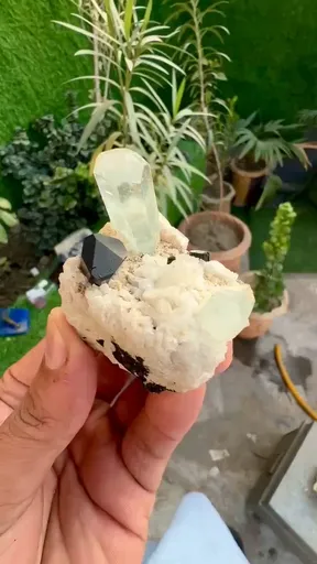 specimen video