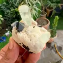 specimen video