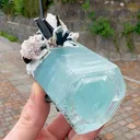 specimen video