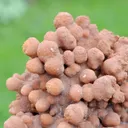 Aragonite 1280 grams - Lamalou-les-Bains, Béziers, Hérault, Occitanie, France - image 5