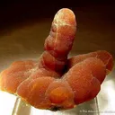 Aragonite - image 3
