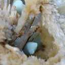 Aragonite 2305 grams - Profunda Mine, Cármenes, León, Castile and Leon, Spain - image 8