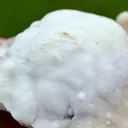 Aragonite 730 grams - Lead mines, Altenberg, Ste Marie-aux-Mines, Haut-Rhin, Alsace, France - image 4