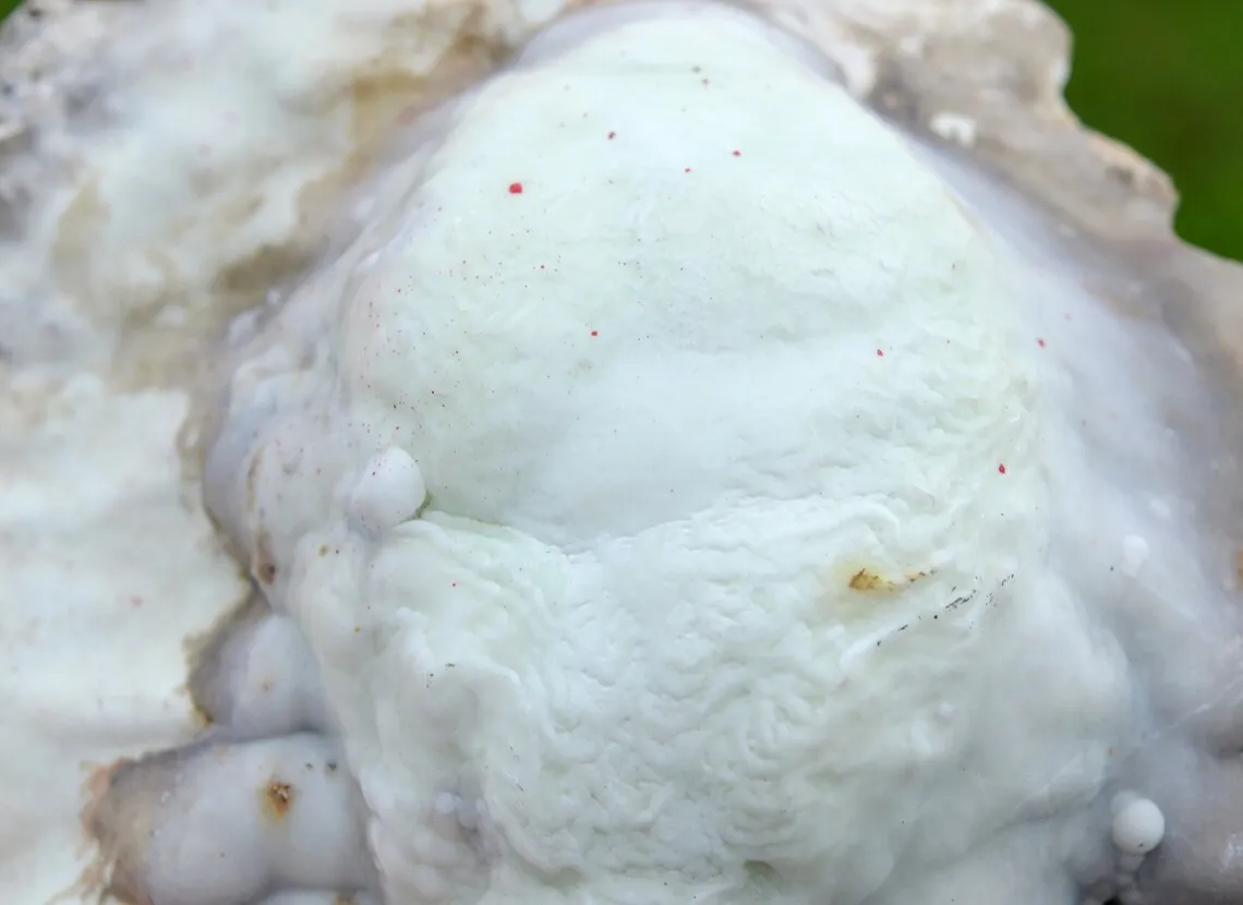 Aragonite 730 grams - Lead mines, Altenberg, Ste Marie-aux-Mines, Haut-Rhin, Alsace, France - image 2