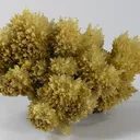 Aragonite - image 1