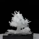 specimen video