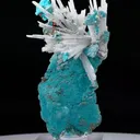 specimen video