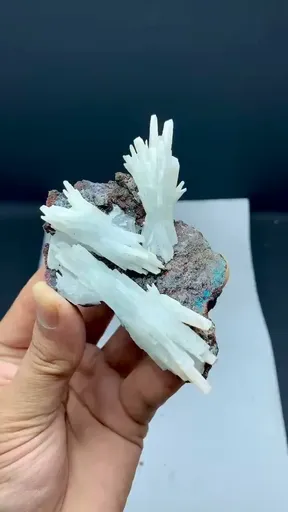 specimen video