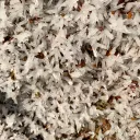 Aragonite from Pakistan, Balochistan - image 7