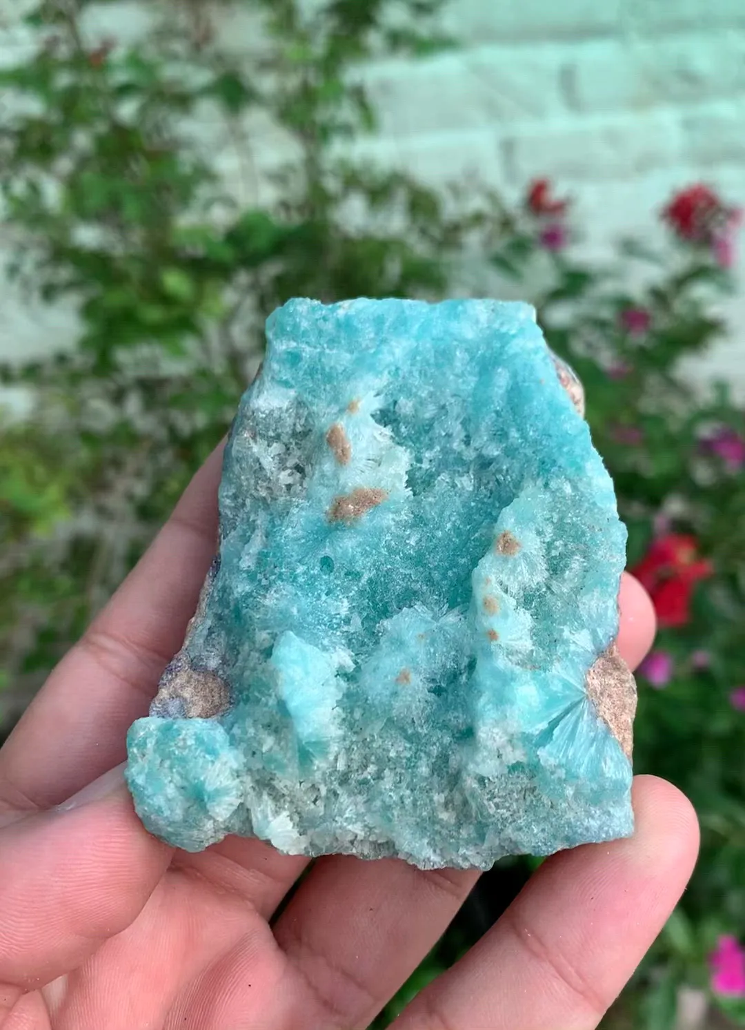 specimen video