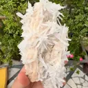 specimen video