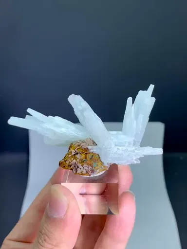specimen video