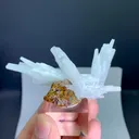 specimen video