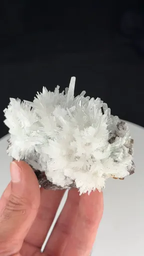 specimen video