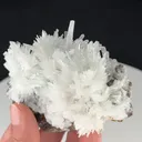 specimen video