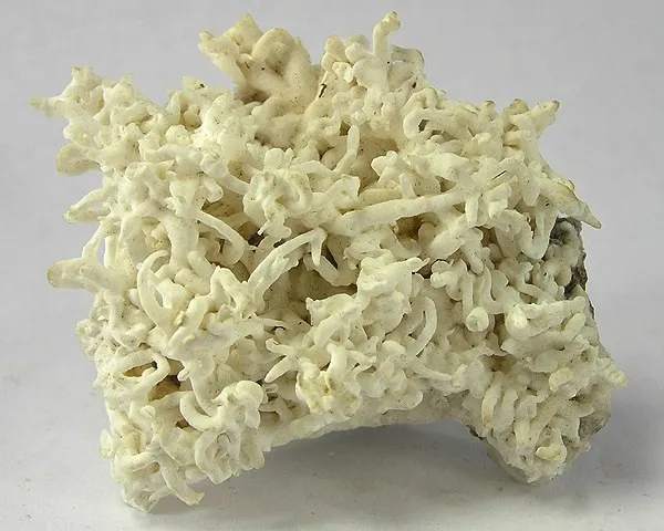 Aragonite (Var: Flos Ferri) image