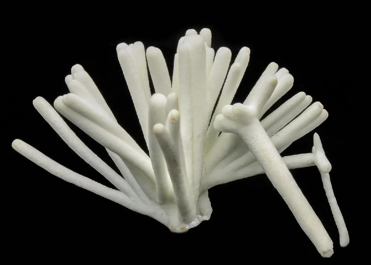 Aragonite var. Flos Ferri - image 1