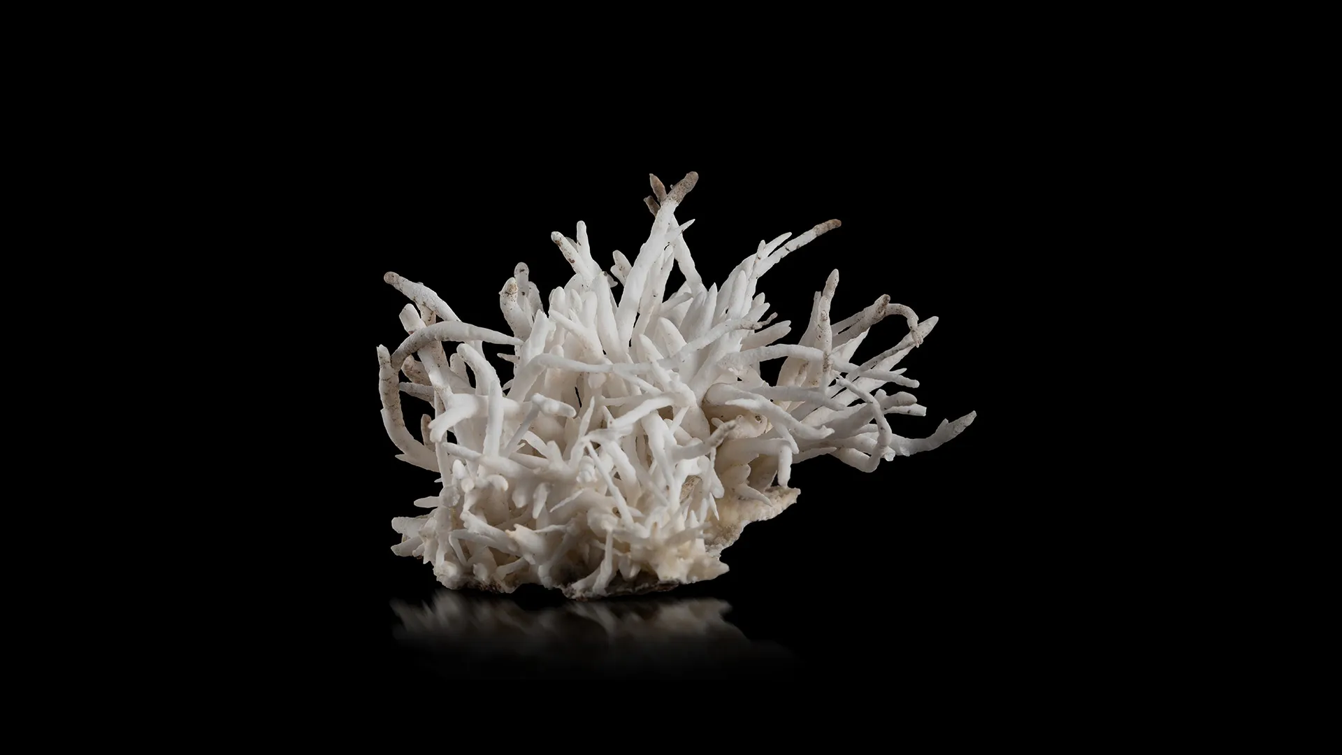 Aragonite (var. Flos ferri) - image 1