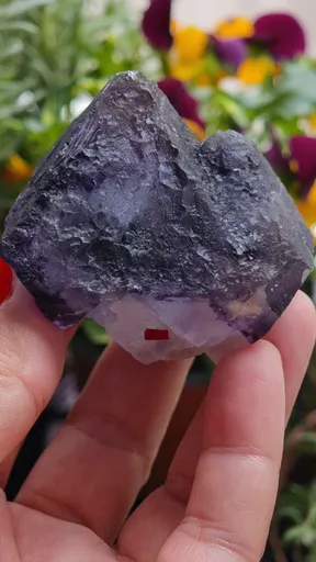 specimen video